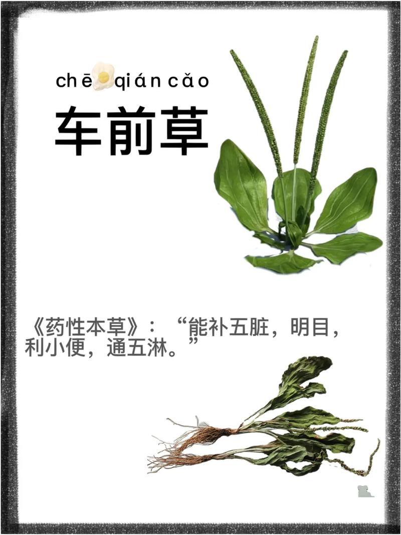 草本植物价值知识（草本植物价值知识点）-第6张图片-多多自然网