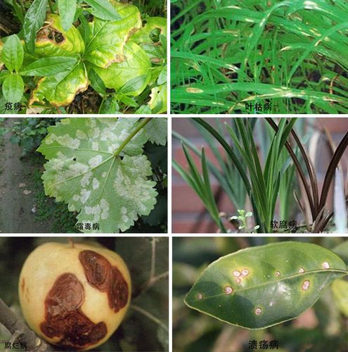 病原物与植物病害的关系（病原物对植物的致病途径有哪些）-第4张图片-多多自然网