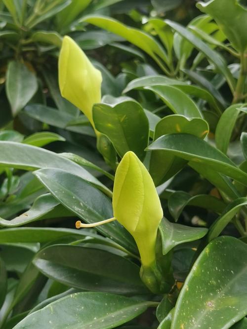 非洲茉莉观花植物养护知识（非洲茉莉观花植物养护知识视频）-第3张图片-多多自然网