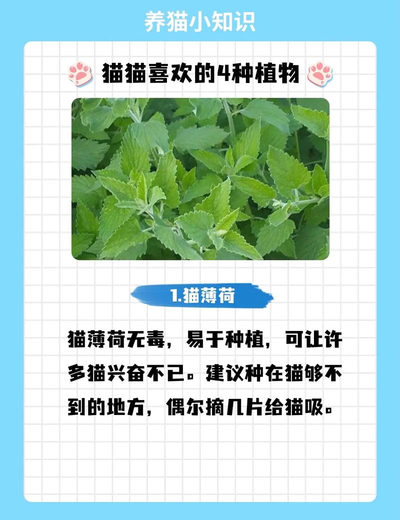 薄荷植物与猫的关系是什么（薄荷和猫薄荷是一种植物吗）-第2张图片-多多自然网