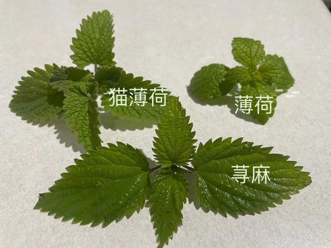 薄荷植物与猫的关系是什么（薄荷和猫薄荷是一种植物吗）-第3张图片-多多自然网