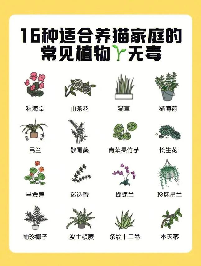 薄荷植物与猫的关系是什么（薄荷和猫薄荷是一种植物吗）-第5张图片-多多自然网