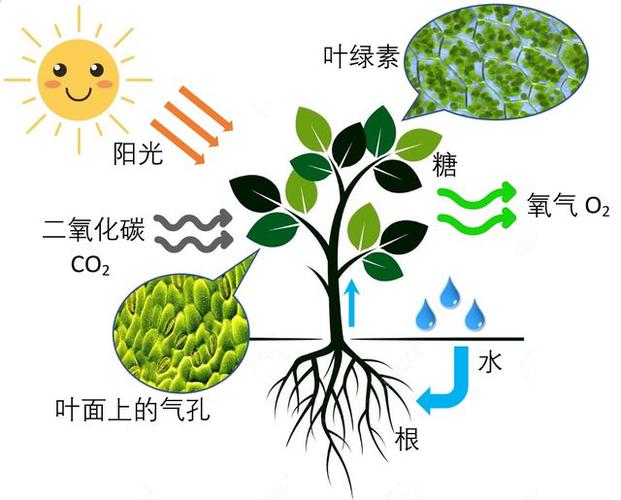 大气资源与植物繁殖的关系（大气资源与植物繁殖的关系是）-第2张图片-多多自然网