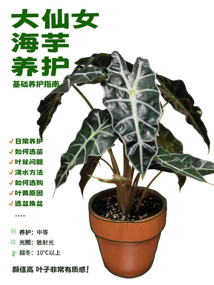 海芋类植物养护知识大全（海芋属怎么养）-第3张图片-多多自然网