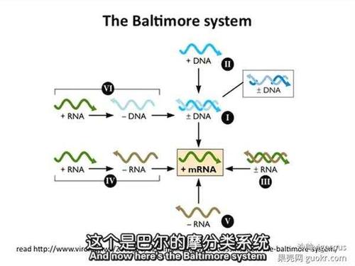 病毒与转基因植物的关系（病毒在转基因中的作用）-第2张图片-多多自然网