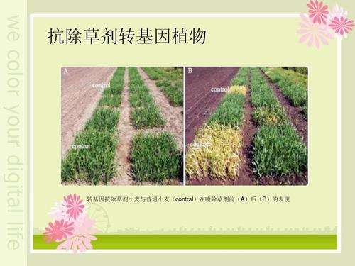 病毒与转基因植物的关系（病毒在转基因中的作用）-第3张图片-多多自然网