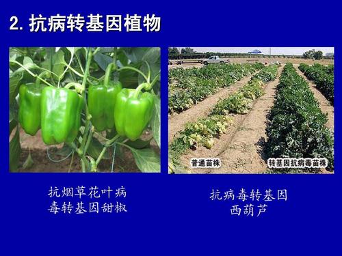 病毒与转基因植物的关系（病毒在转基因中的作用）-第4张图片-多多自然网