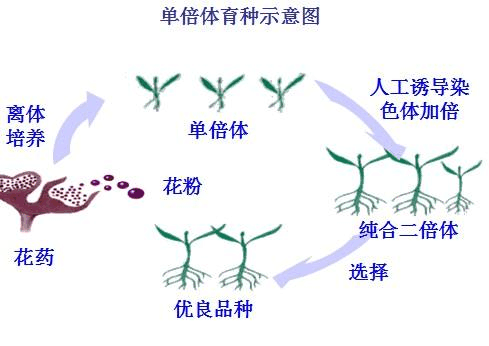 单倍体与正常植物的关系（单倍体与正常植物的关系图）-第2张图片-多多自然网