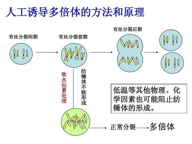 单倍体与正常植物的关系（单倍体与正常植物的关系图）-第4张图片-多多自然网