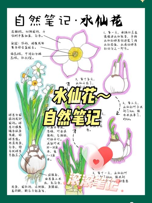 菖蒲植物科普知识（菖蒲的种类与养护）-第5张图片-多多自然网