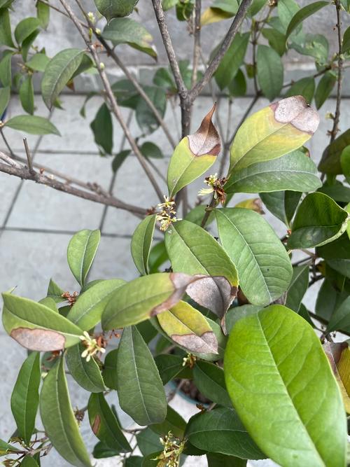 春雨植物盆栽养护知识（春雨盆栽有什么好处）-第1张图片-多多自然网