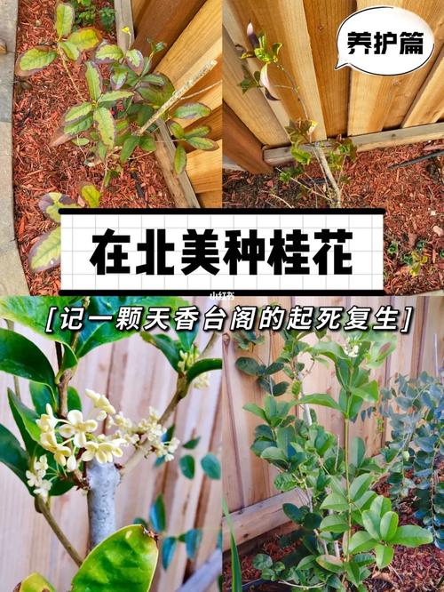 春雨植物盆栽养护知识（春雨盆栽有什么好处）-第3张图片-多多自然网