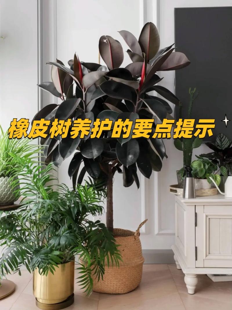 观叶植物养护知识（观叶植物的养护）-第2张图片-多多自然网