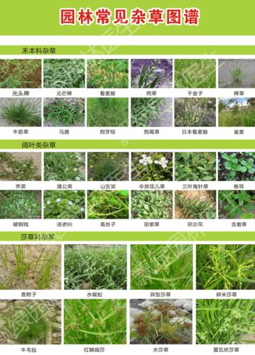 草场与植物营养的关系（草场植被是什么意思）-第2张图片-多多自然网