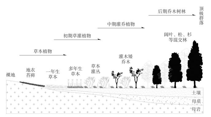 草场与植物营养的关系（草场植被是什么意思）-第4张图片-多多自然网