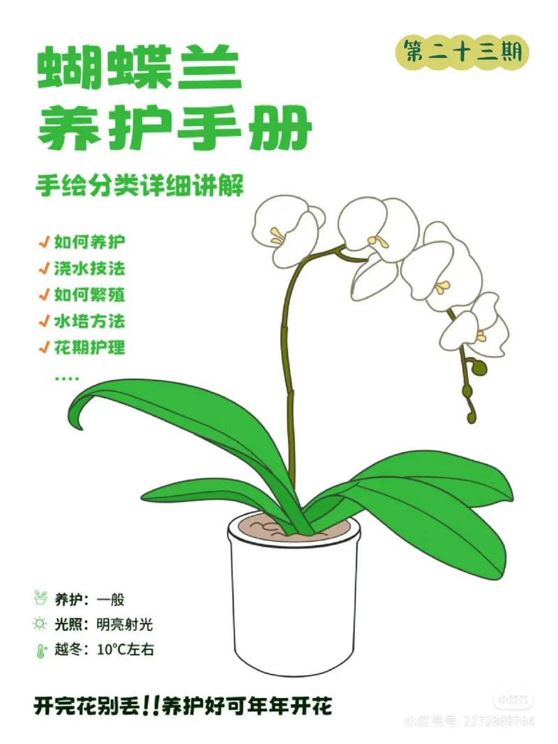 好养护植物小知识大全（植物养护小妙招手抄报）-第1张图片-多多自然网