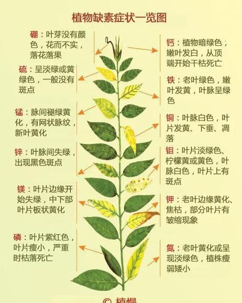 氮磷与植物的关系（氮和磷对植物的作用）-第2张图片-多多自然网