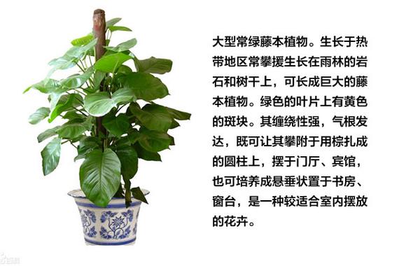 草本植物种植养护知识（草本植物植株）-第1张图片-多多自然网