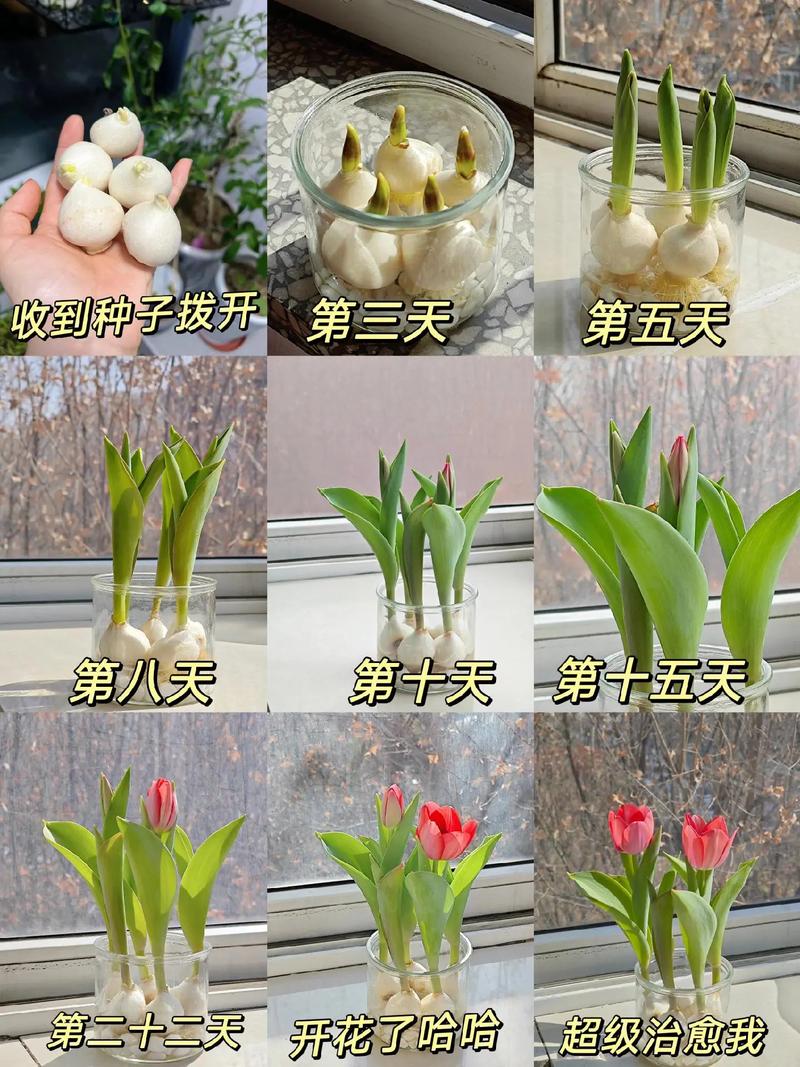 草本植物种植养护知识（草本植物植株）-第4张图片-多多自然网