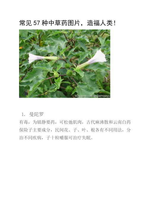 草药植物知识（草药知识大全）-第4张图片-多多自然网