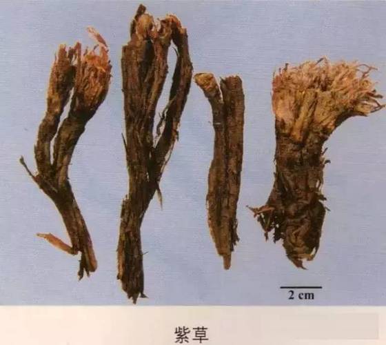 草药植物知识（草药知识大全）-第5张图片-多多自然网