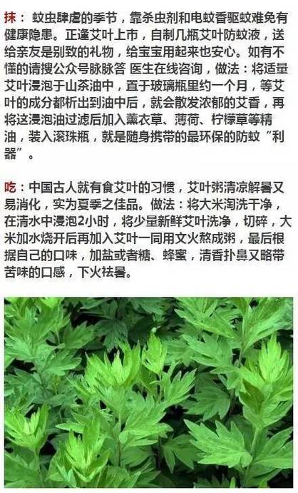 艾草中草药植物科普知识（艾草中草药植物科普知识有哪些）-第2张图片-多多自然网