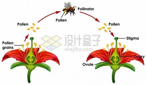 捕食者与植物传粉的关系（捕食关系是动物之间的吗）-第3张图片-多多自然网