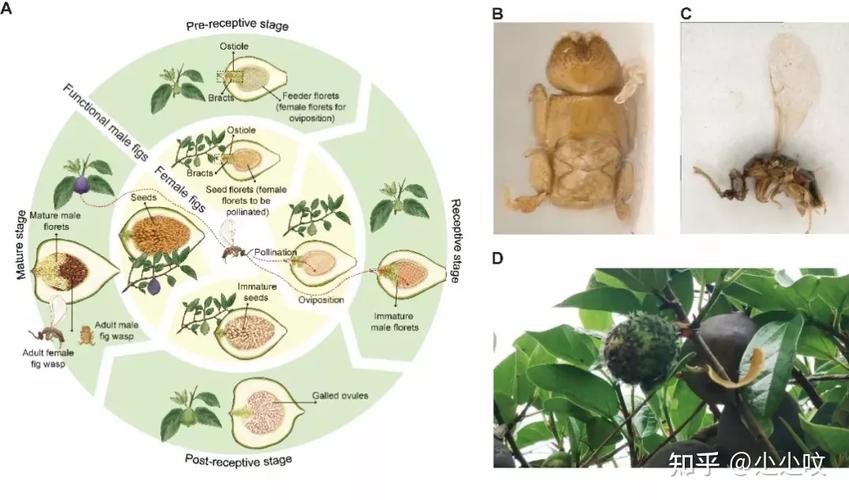 捕食者与植物传粉的关系（捕食关系是动物之间的吗）-第4张图片-多多自然网