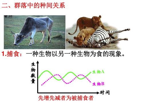 捕食者与植物传粉的关系（捕食关系是动物之间的吗）-第6张图片-多多自然网