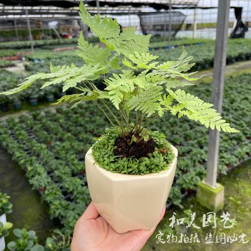 草本花卉植物养护知识大全（草本花卉植物养护知识大全视频）-第1张图片-多多自然网