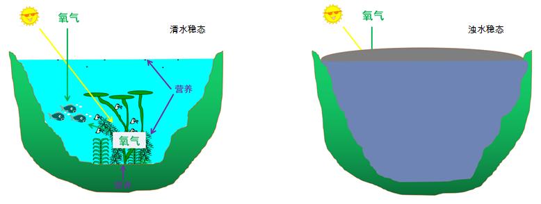 北方植物与水景的关系是什么（北方景观植物配置表）-第1张图片-多多自然网