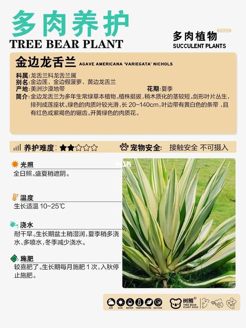 大盆龙舌兰植物养护知识（大盆龙舌兰植物养护知识点）-第7张图片-多多自然网