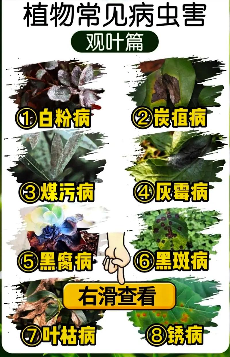 病害与感病植物之间的关系（植物病害与伤害最根本的不同之处在于）-第4张图片-多多自然网