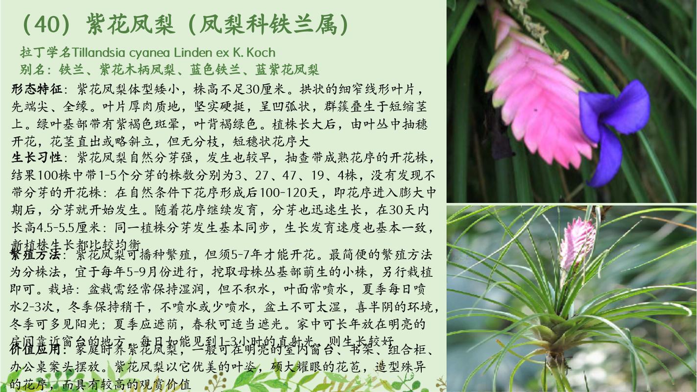 川芎是保护植物吗百科知识（川芎是药材吗）-第4张图片-多多自然网