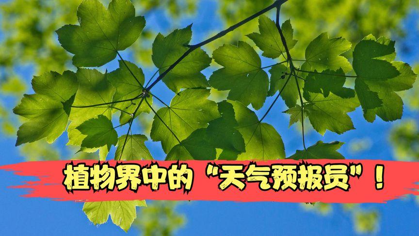 暴雨与植物的关系（暴雨与植物的关系图）-第1张图片-多多自然网