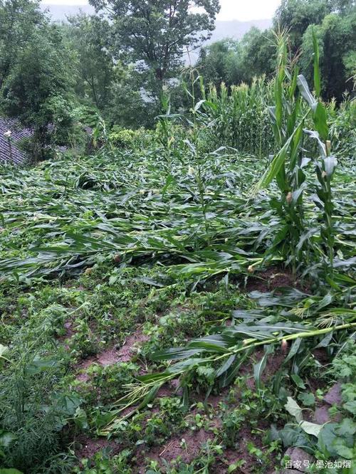 暴雨与植物的关系（暴雨与植物的关系图）-第3张图片-多多自然网