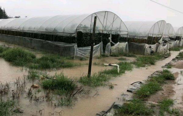 暴雨与植物的关系（暴雨与植物的关系图）-第4张图片-多多自然网