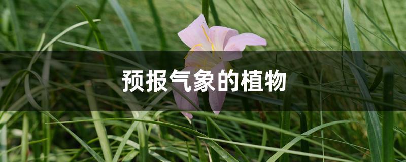 暴雨与植物的关系（暴雨与植物的关系图）-第5张图片-多多自然网