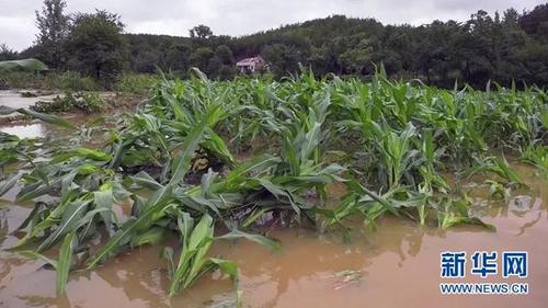 暴雨与植物的关系（暴雨与植物的关系图）-第6张图片-多多自然网