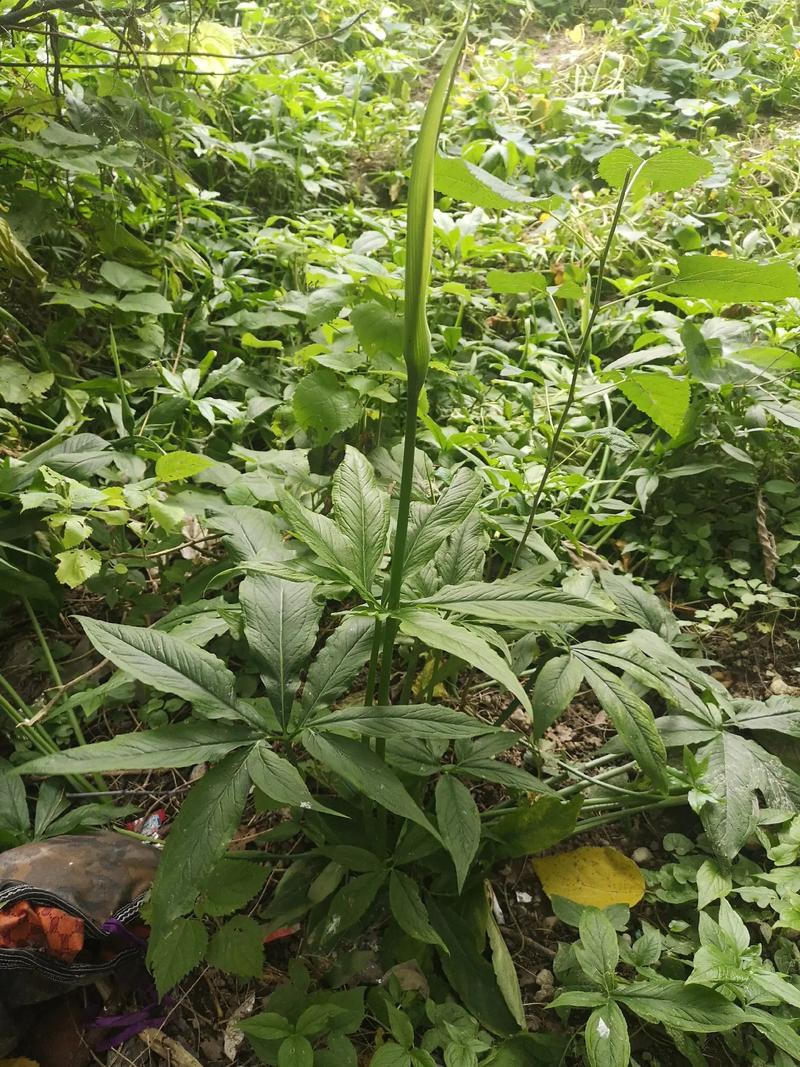 半夏这种植物与季节的关系（半夏的植物学特征）-第4张图片-多多自然网