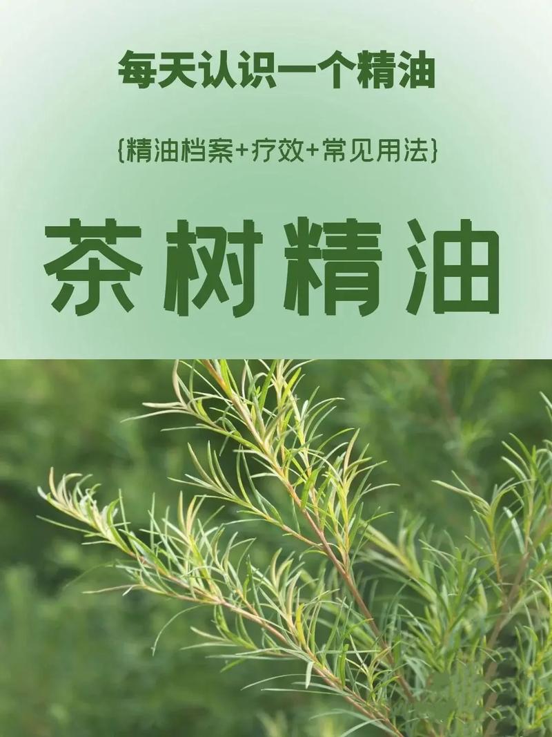 茶树精油植物科普知识大全（茶树精油植物科普知识大全图片）-第3张图片-多多自然网