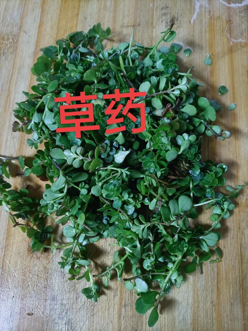 草药植物知识百科大全感冒（治感冒草药叫什么）-第2张图片-多多自然网