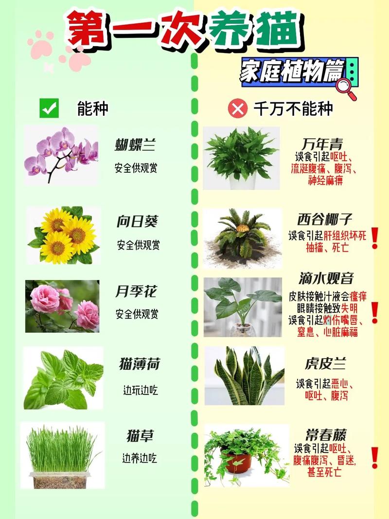 常见的植物养护知识有哪些（常见的植物养护知识有哪些呢）-第2张图片-多多自然网