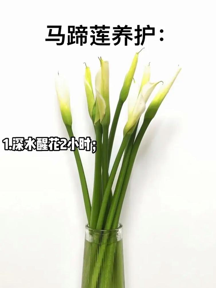 草本植物涨知识（草本植物20种）-第2张图片-多多自然网