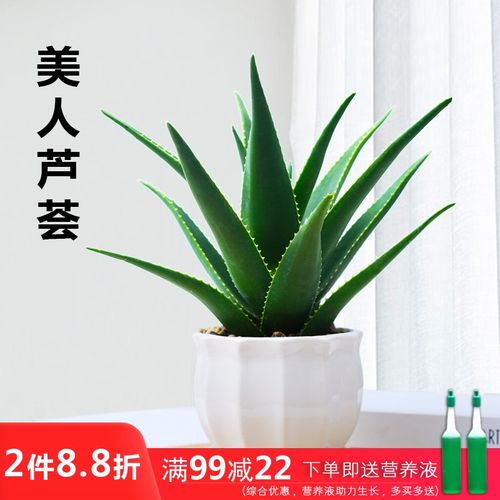 草本植物涨知识（草本植物20种）-第7张图片-多多自然网