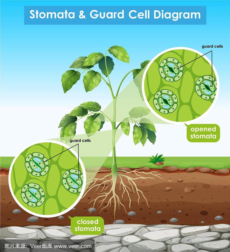 保卫细胞与植物的关系（植物的保卫细胞是什么形状）-第1张图片-多多自然网