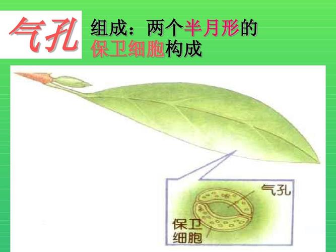 保卫细胞与植物的关系（植物的保卫细胞是什么形状）-第2张图片-多多自然网