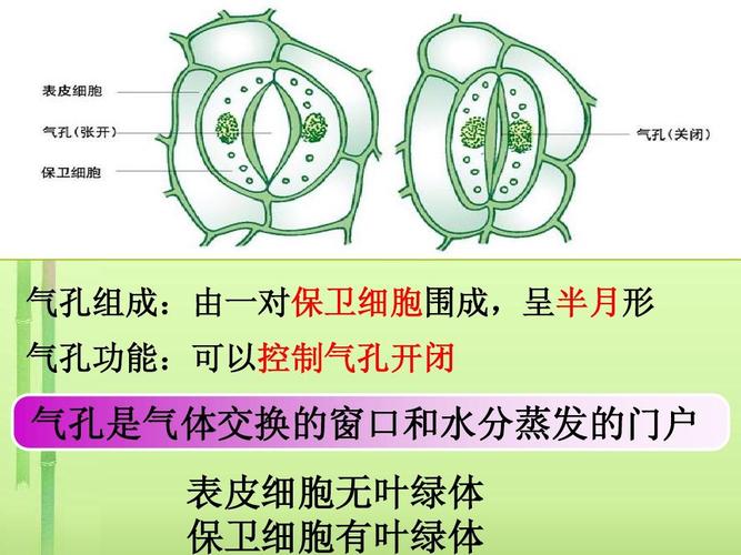 保卫细胞与植物的关系（植物的保卫细胞是什么形状）-第3张图片-多多自然网