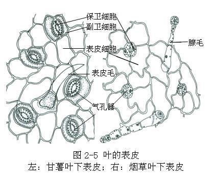 保卫细胞与植物的关系（植物的保卫细胞是什么形状）-第5张图片-多多自然网