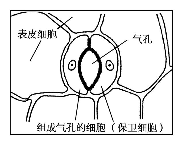 保卫细胞与植物的关系（植物的保卫细胞是什么形状）-第6张图片-多多自然网